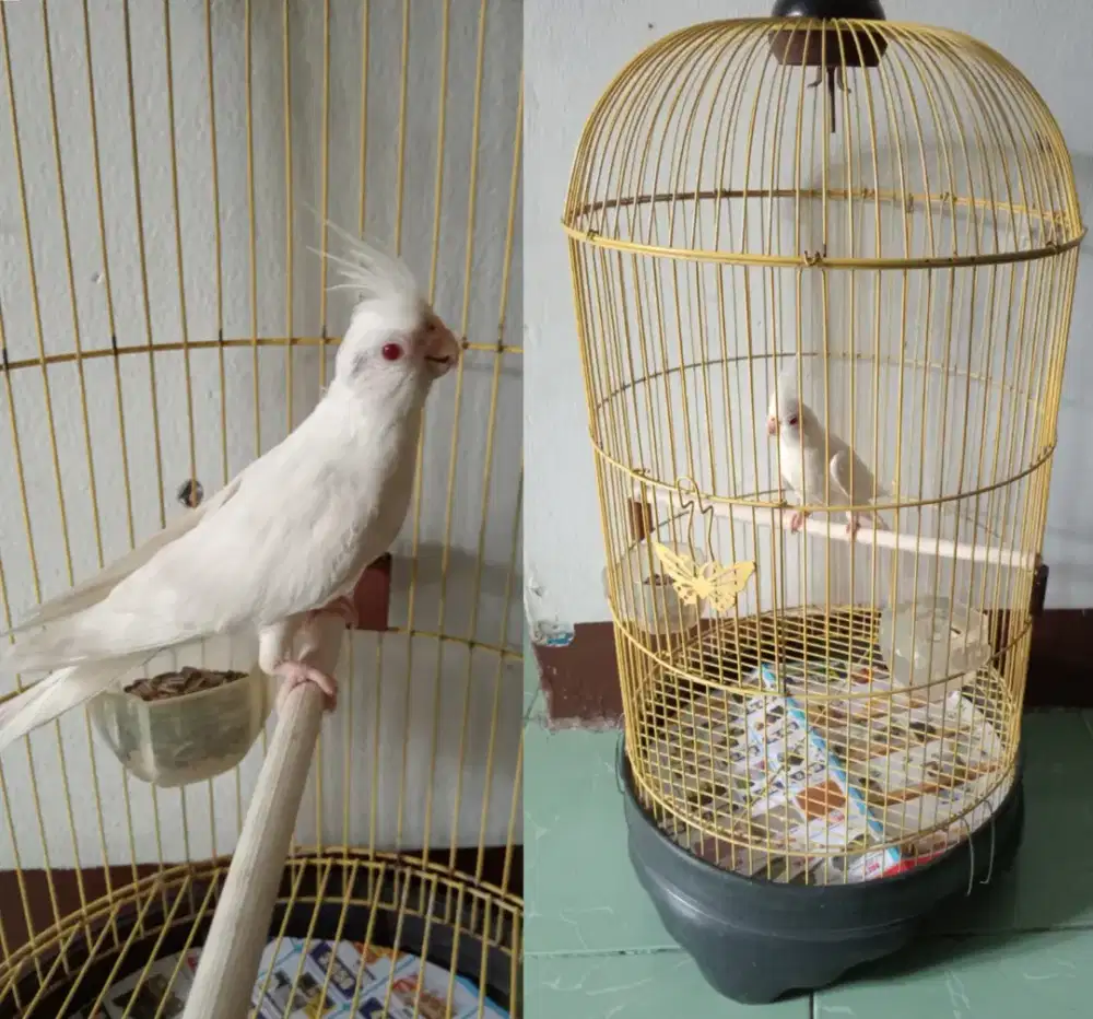 Falk albino mata merah dewasa
