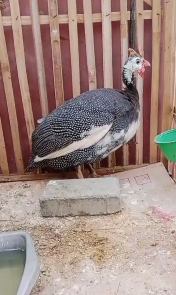 Ayam mutiara jantan