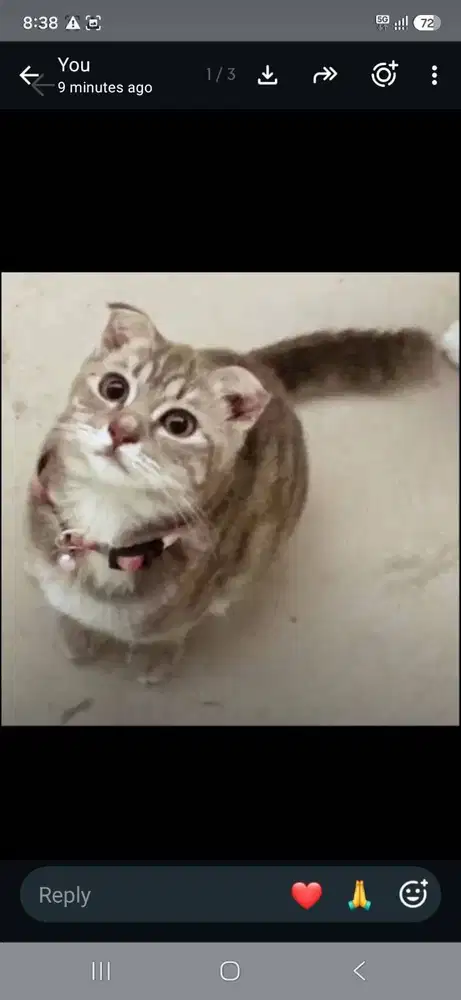 Jual Anak Kucing Scottish Fold Super Keren Menggemaskan!!