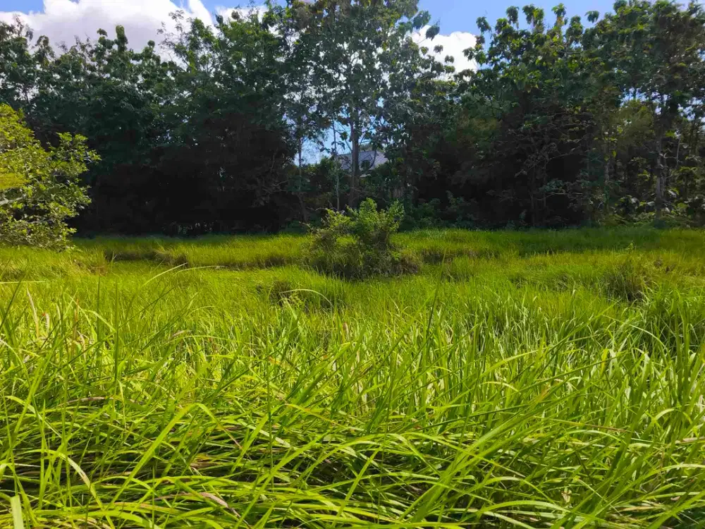 dijual tanah 1000m² IDR 400 juta per are dekat poltekpar Bali STP nusa dua Kuta Selatan Badung Bali