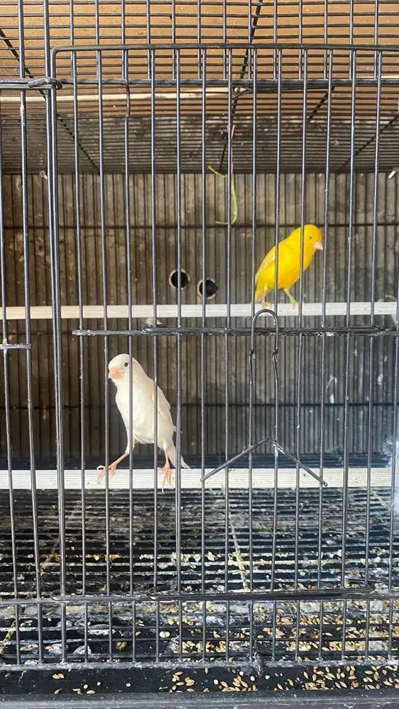 Kenari jantan warna cerah