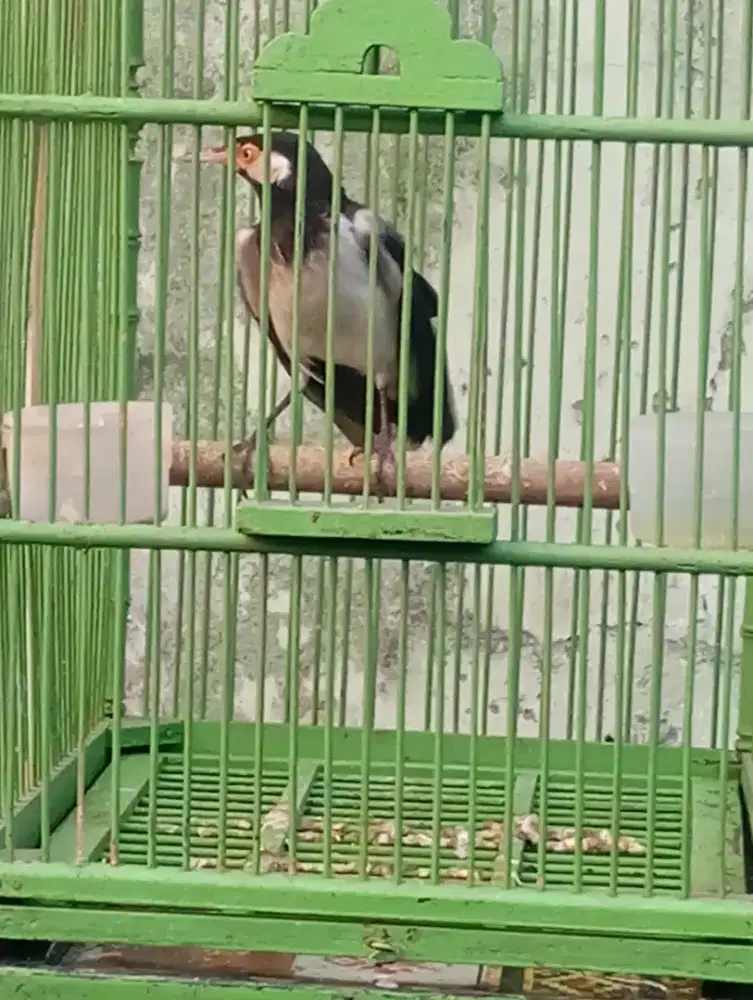 Jalak suren muda nominus