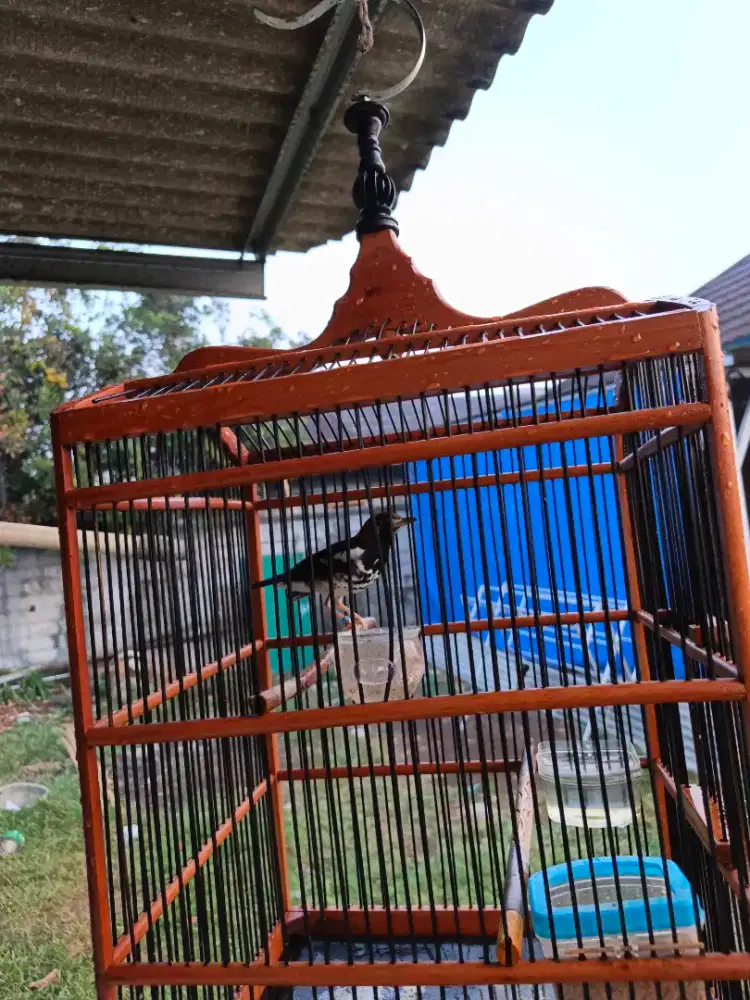 Anis kembang gacor mental baja