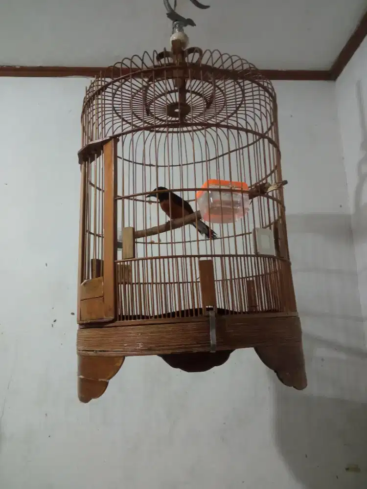 Burung murai bahan rawatan
