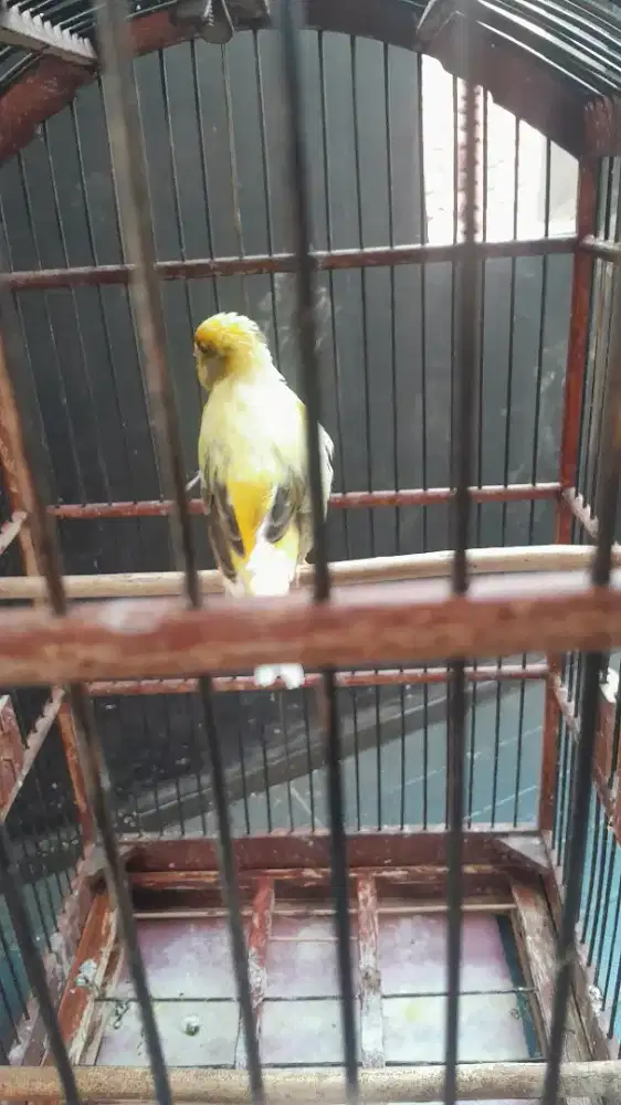 burung kenari betina