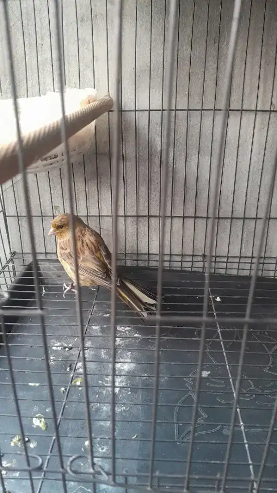 di jual burung kenari betina