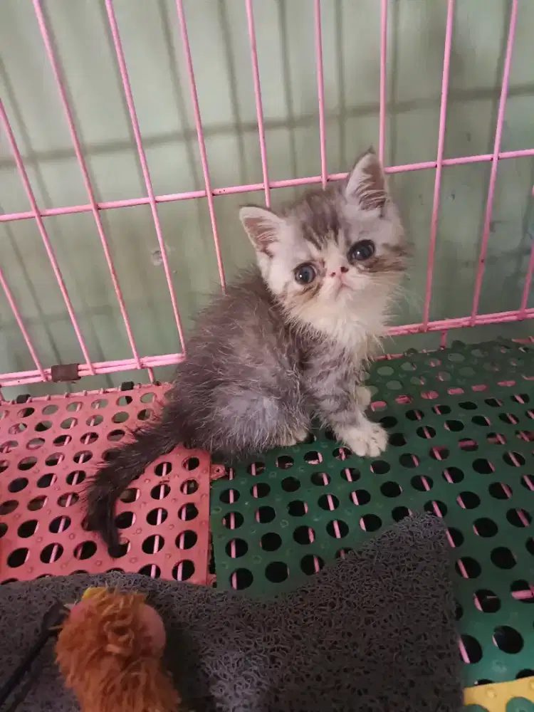 Exotic male blue taby and white