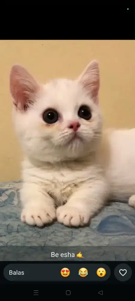 Kucing anakan Munchkin British Shorthair. Manja, lucu, gemesin