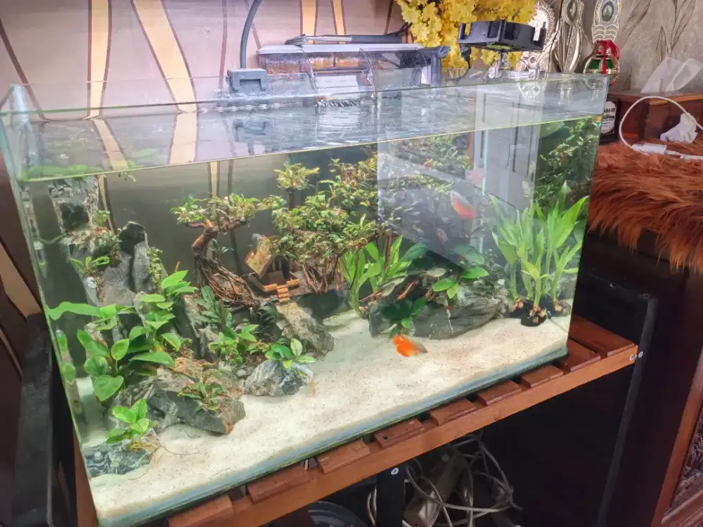 Di jual tank aquarium kaca lengkung 20 hari pakai
