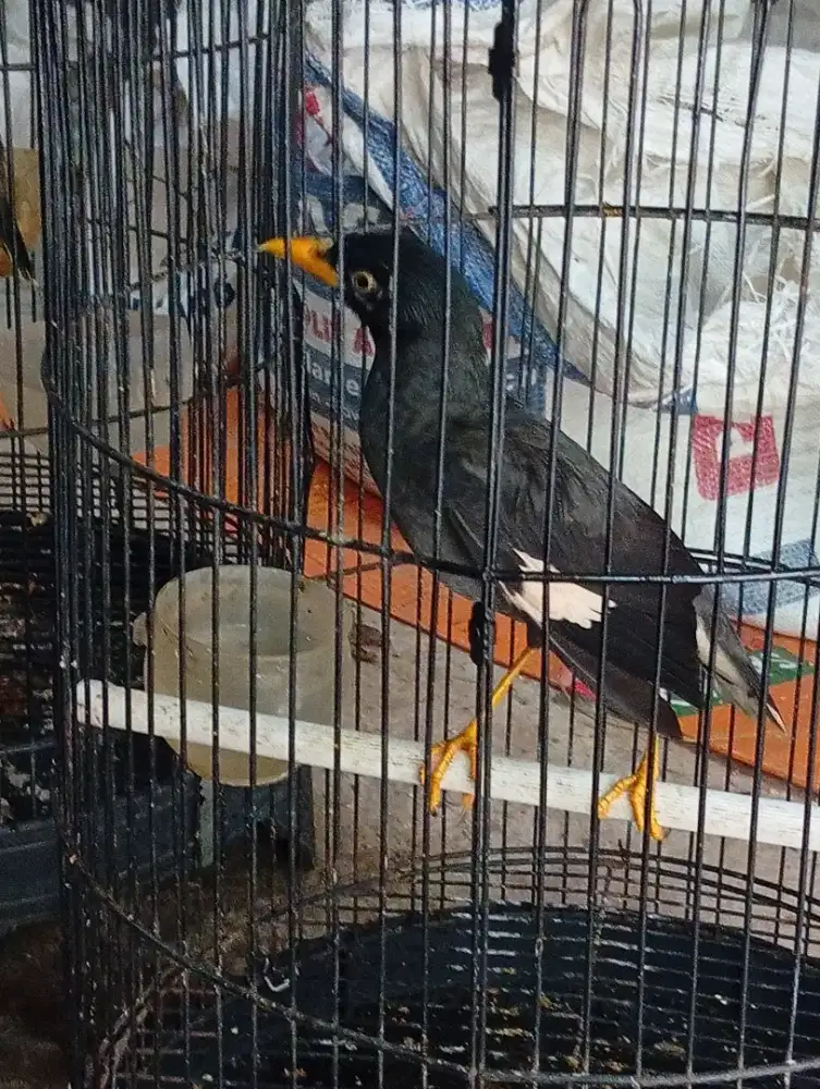 Burung jalak kebo jantan rajin bunyi