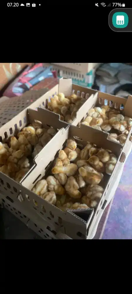 Supplier DOC Ayam Petelur Bandung Raya
