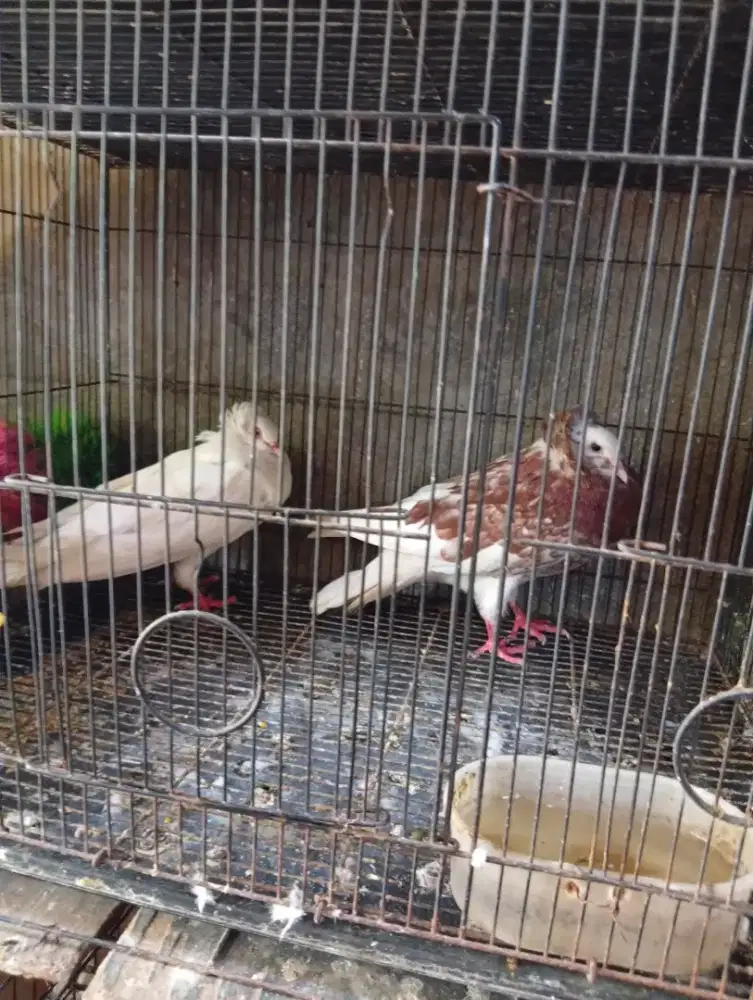 Burung dara jubikon produksi