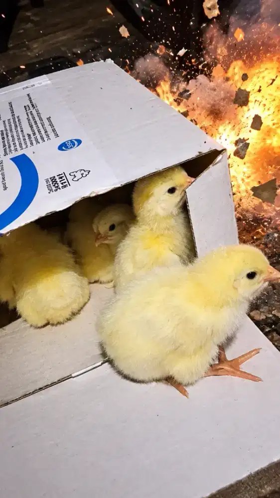 Bibit DOC Ayam Broiler untuk Usaha Ternak