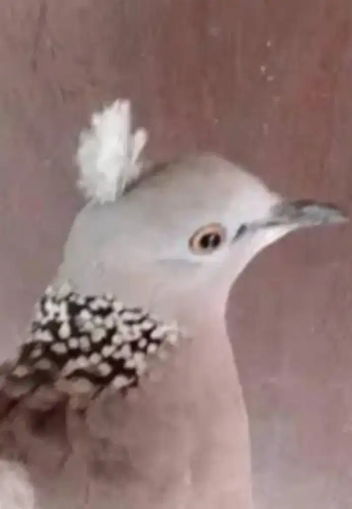 Burung tekukur jambul sepasang