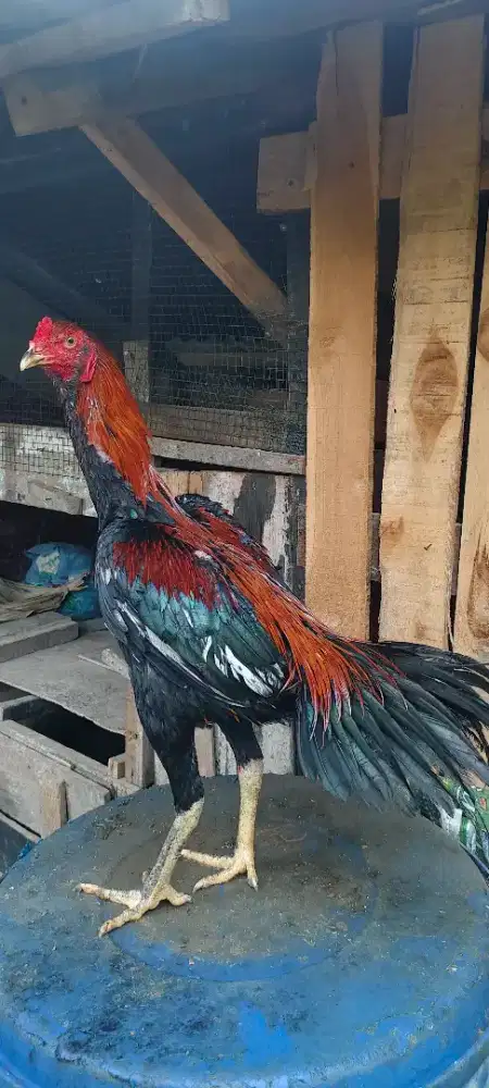 Ayam muda sisik beras tumpah