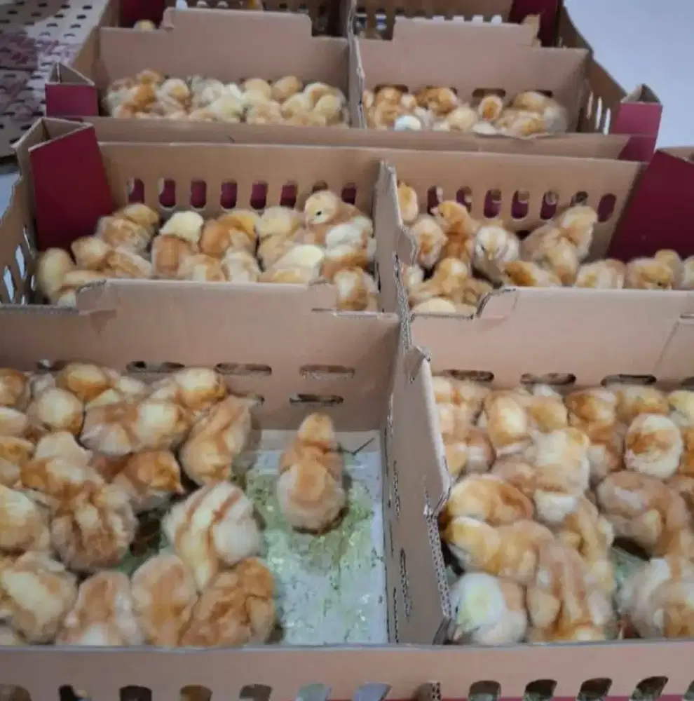 Jual DOC Ayam Petelur 1 Boks Isi 102 Ekor