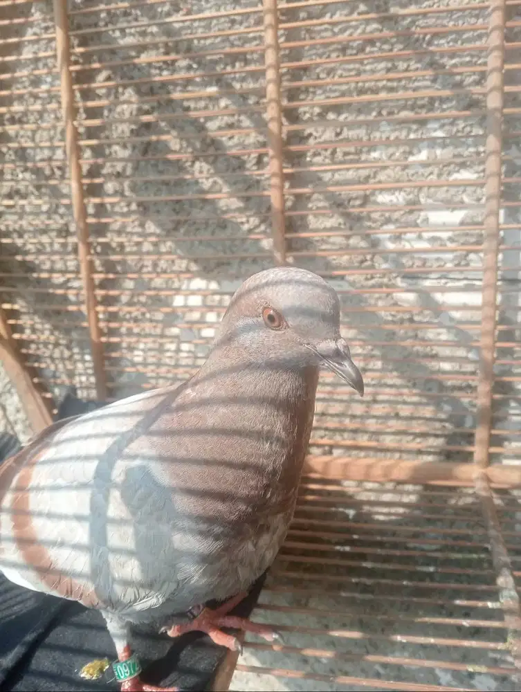 Burung piyikan umur 2 bulan