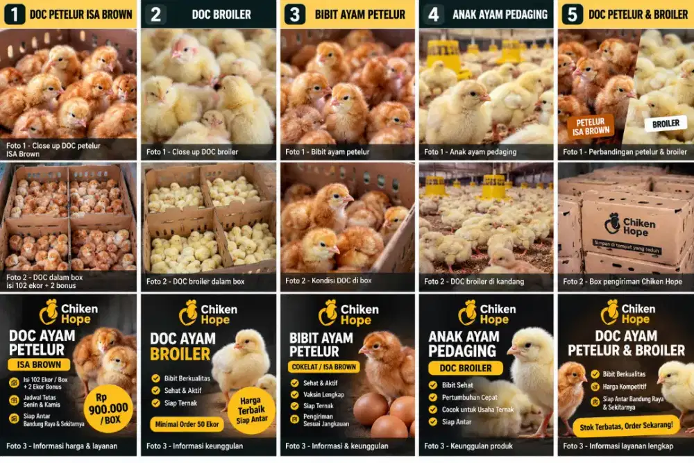 Supplier DOC Ayam Bandung Barat – Chiken Hope
