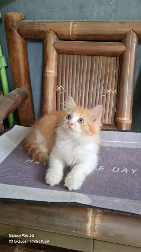 kitten persia jantan/kucing persia  jantan/kucing persia abu