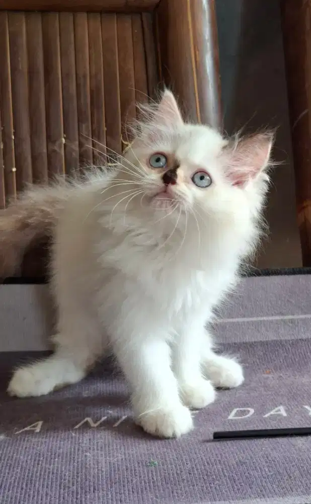kucing mix ragdol/kitten ragdol  betina/ kucing himalaya ragdol betina