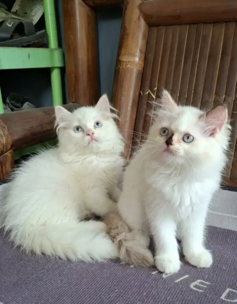 Kucing sepasang  /kitten ragdol bbetina /kucing  ragdol jantan