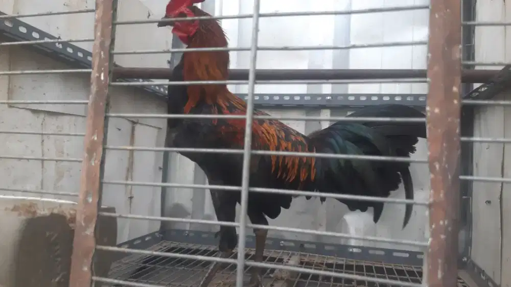 Ayam Ketawa Janggar Tipe gretek