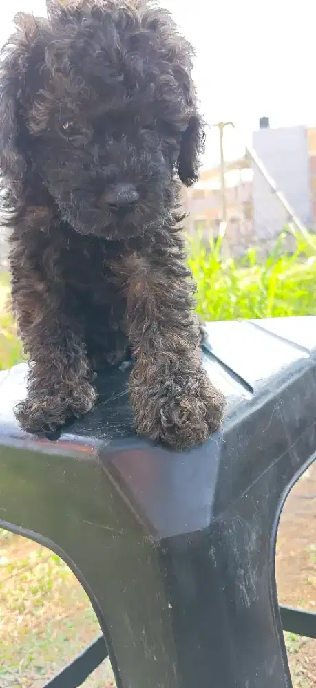 poodle 2.5bulan non stb