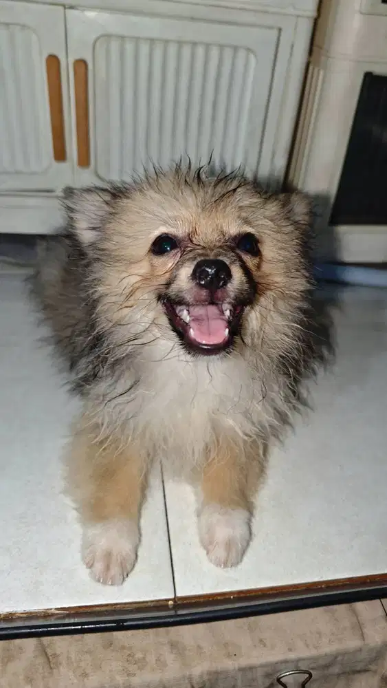 Pomeranian no STB no Vaksin 750k (bantu Vaksin 1.000k) Tangerang Kota