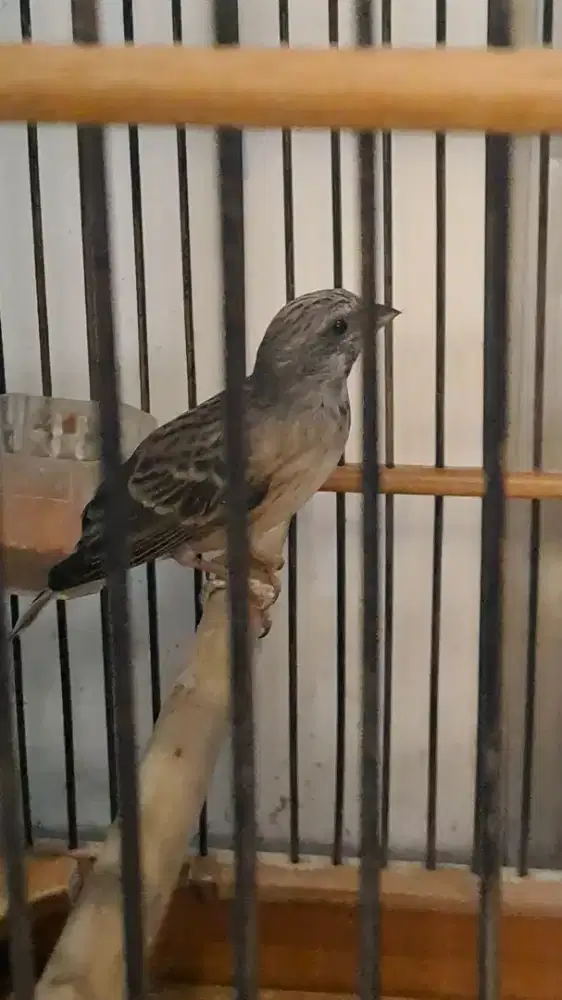 Burung Blackthoart Gacor nyerang siap kawin jantan