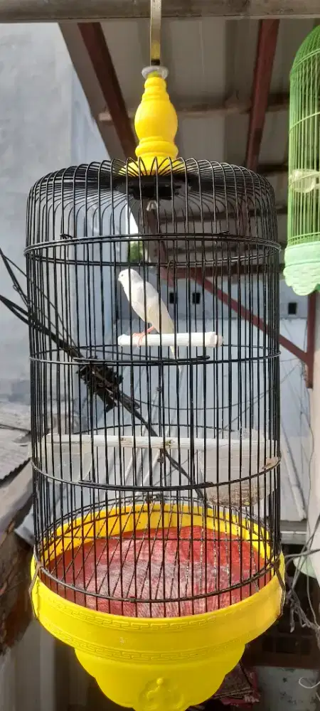 Kenari loper putih