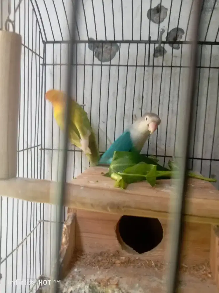 sepasang love bird produksi  fullset