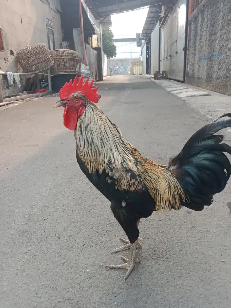 Ayam jantan jalak