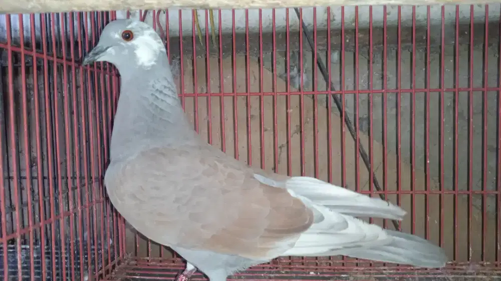 Burung merpater/silangan merpati dan burung puter