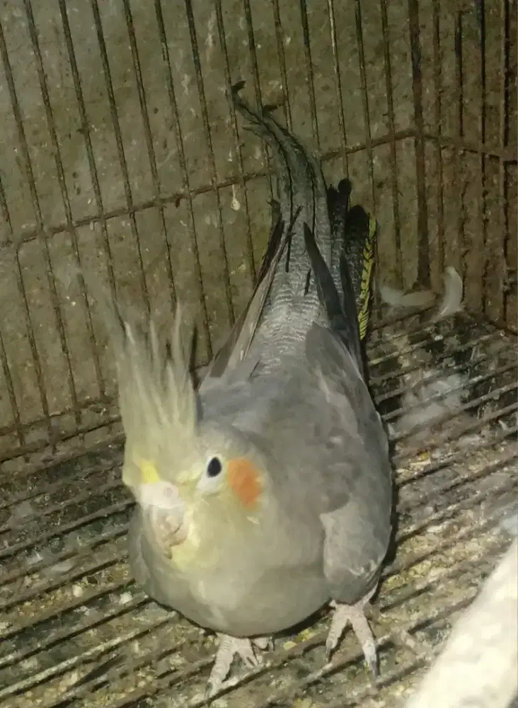 BURUNG PARKIT AUSTRALIA BETINA