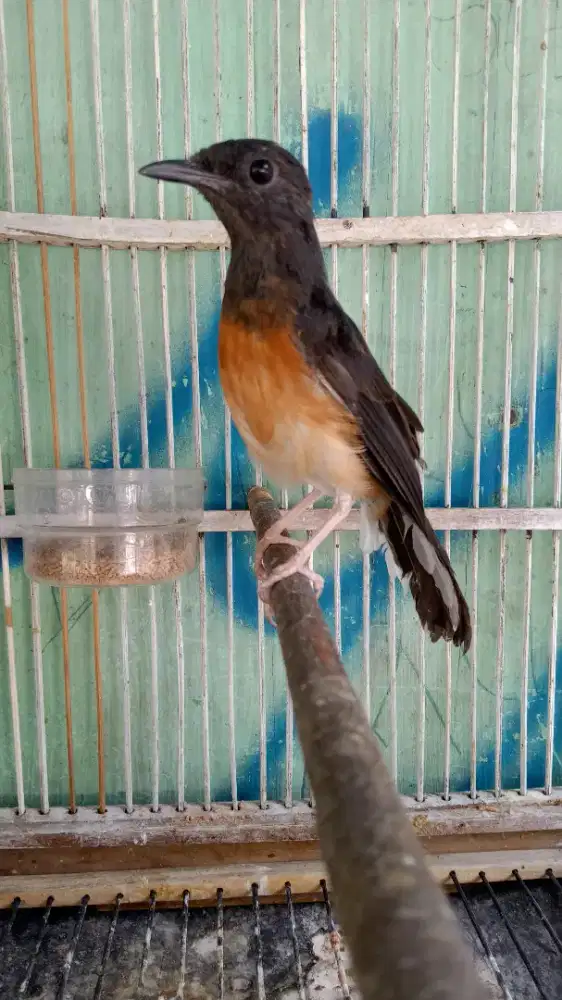 Murai Batu Medan Bahorok Blorok Jantan Trah Prestasi Ekor Panjang