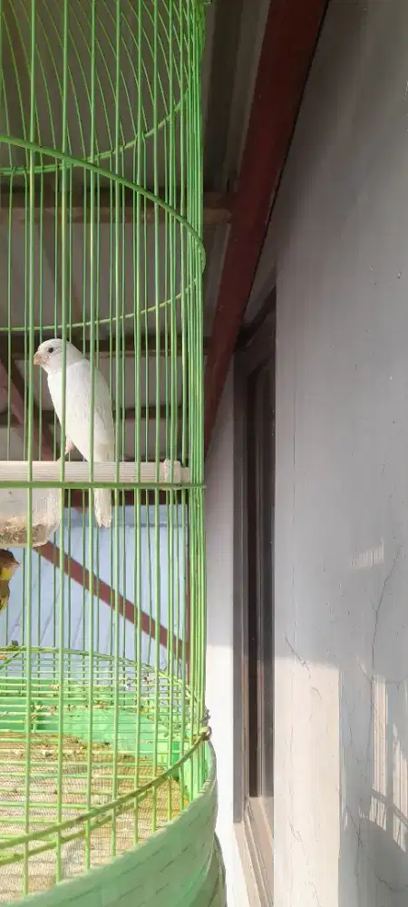 Kenari loper putih