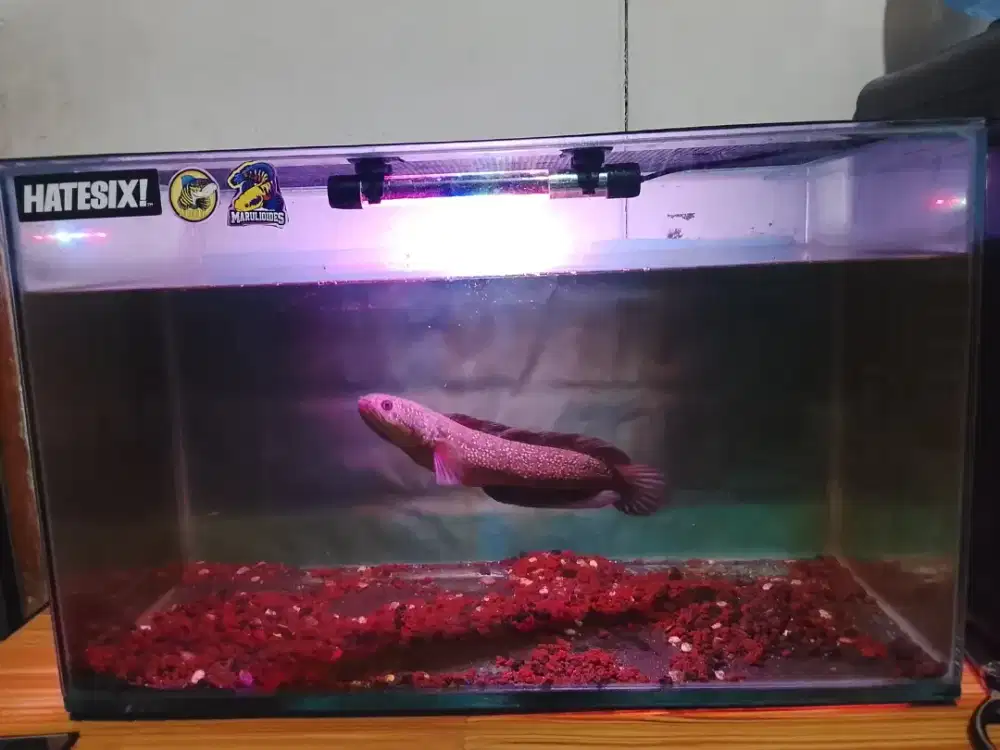 Chana asiatica 25cm rsws aquarium 60x30x35+lampu+filter+aerator