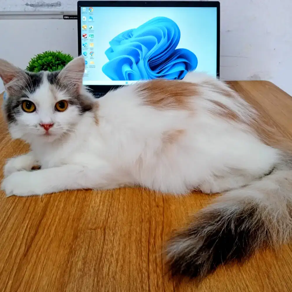 Kucing persia imut