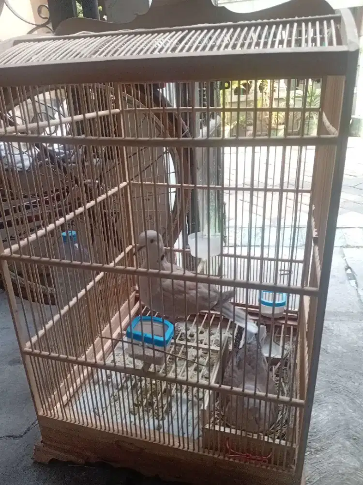 Dijual borongan burung puter pelung