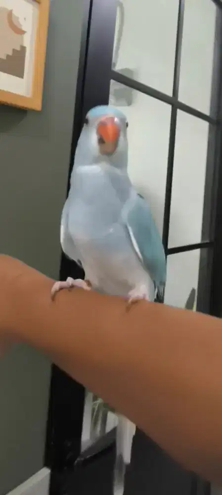 INDIAN RINGNECK BLUE CT USIA 4BULAN DNA BETINA