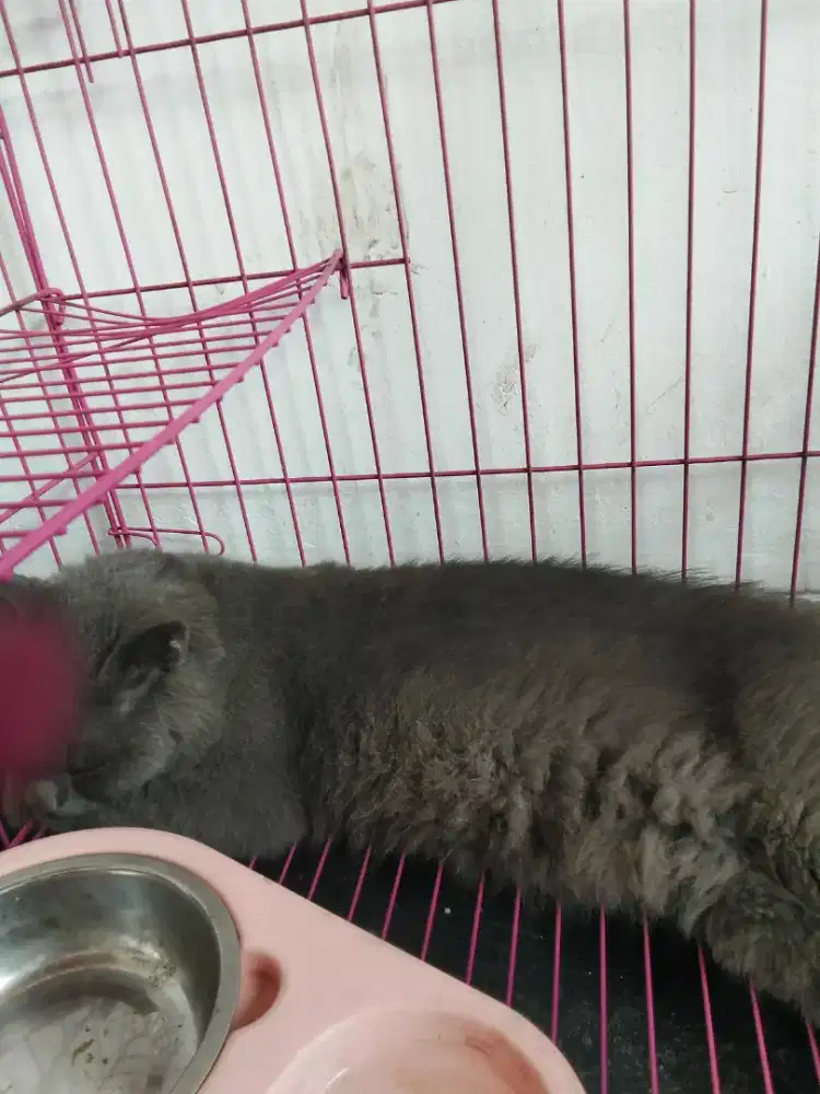 Kucing ras BSH +persia longhair