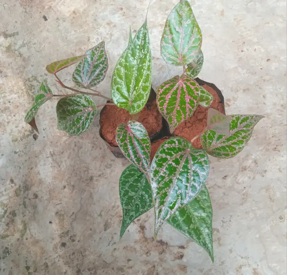 Bibit tanaman sirih merah