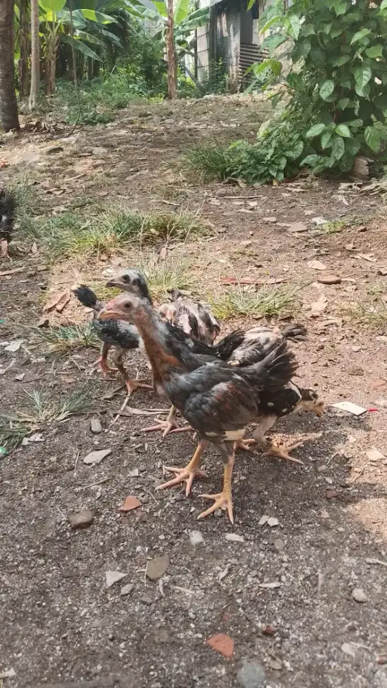 Borongan Ayam Birma 11 Ekor