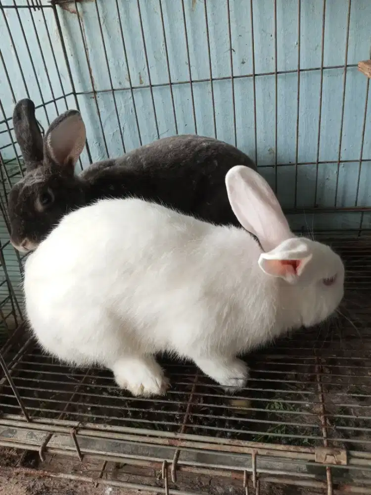 Kelinci Rex dan lokal