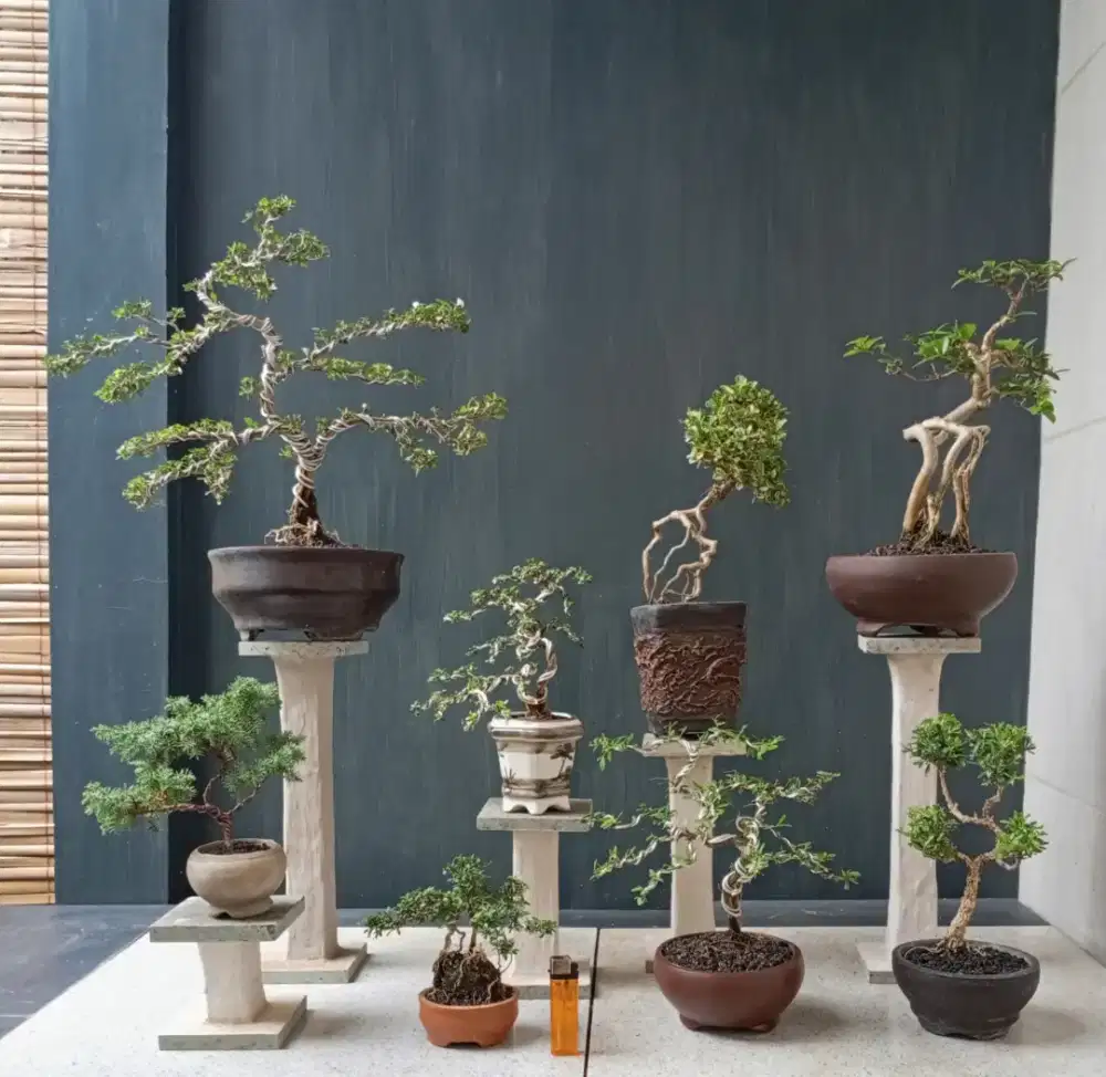 Borongan murah mini bonsai