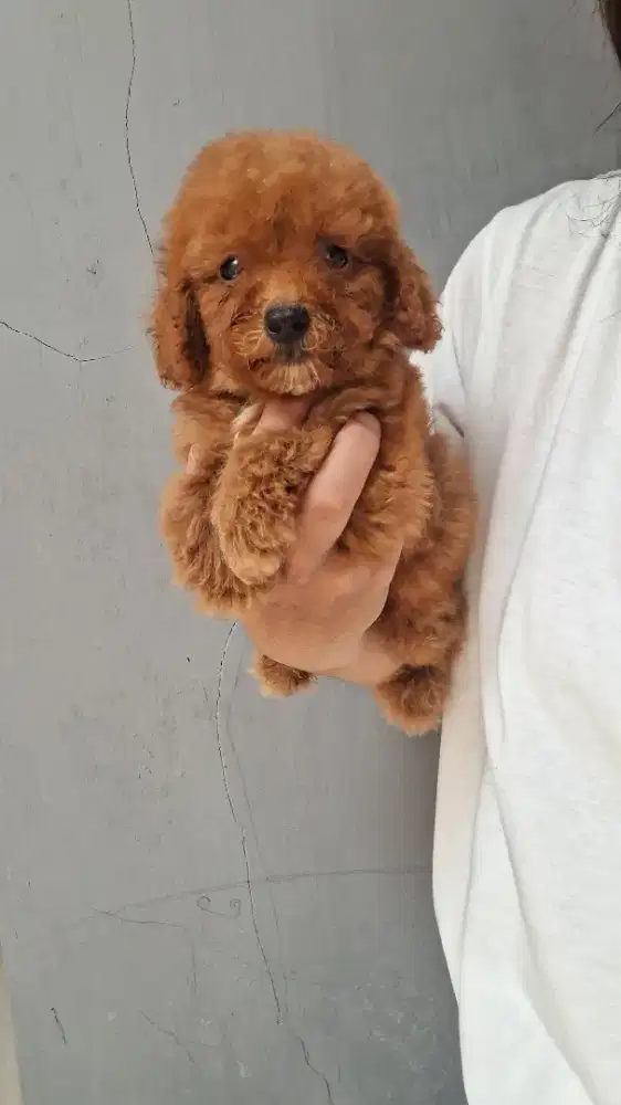 Dijual anakan poodle