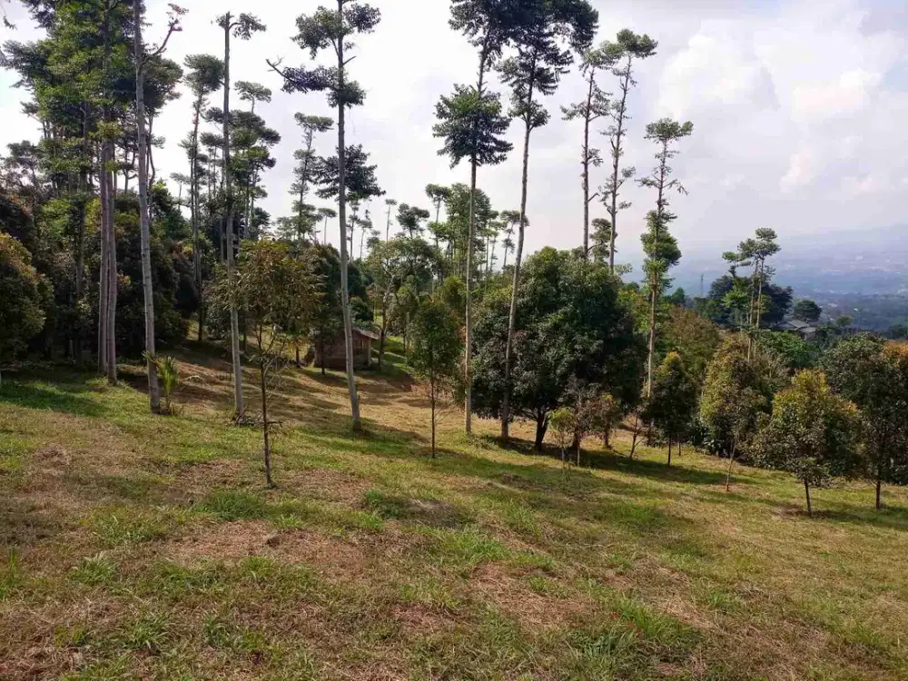 di jual tanah di tajur halang bogor luas 8000 m2 cocok untuk agrowisata dan villa keluarga