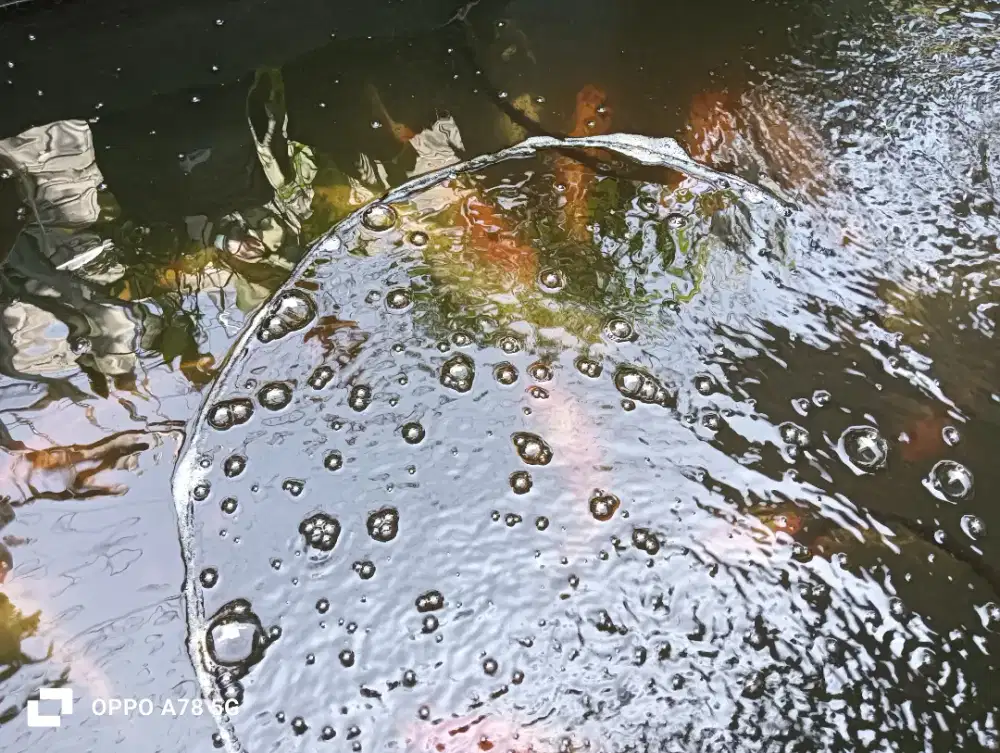 Ikan koi,20'an ekor size15-30an