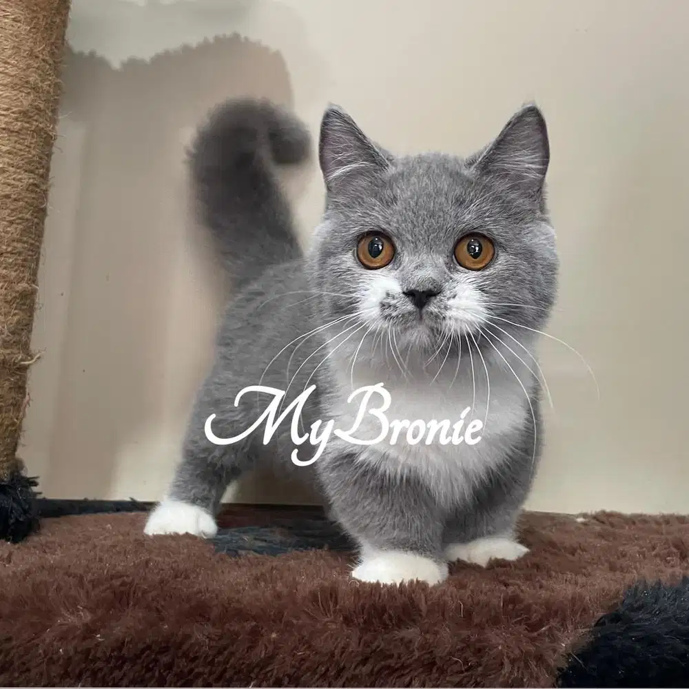 Kucing munchkin british shorthair betina
