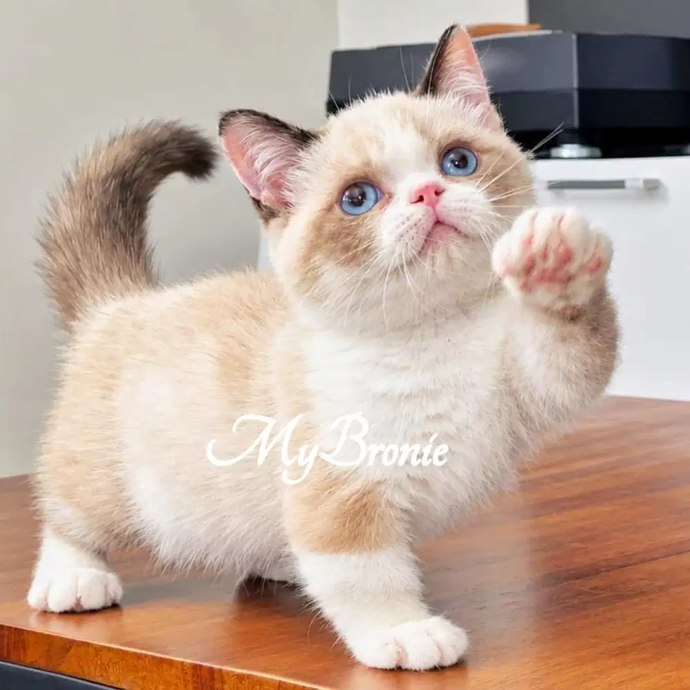 Kucing munchkin BSH ragdoll betina